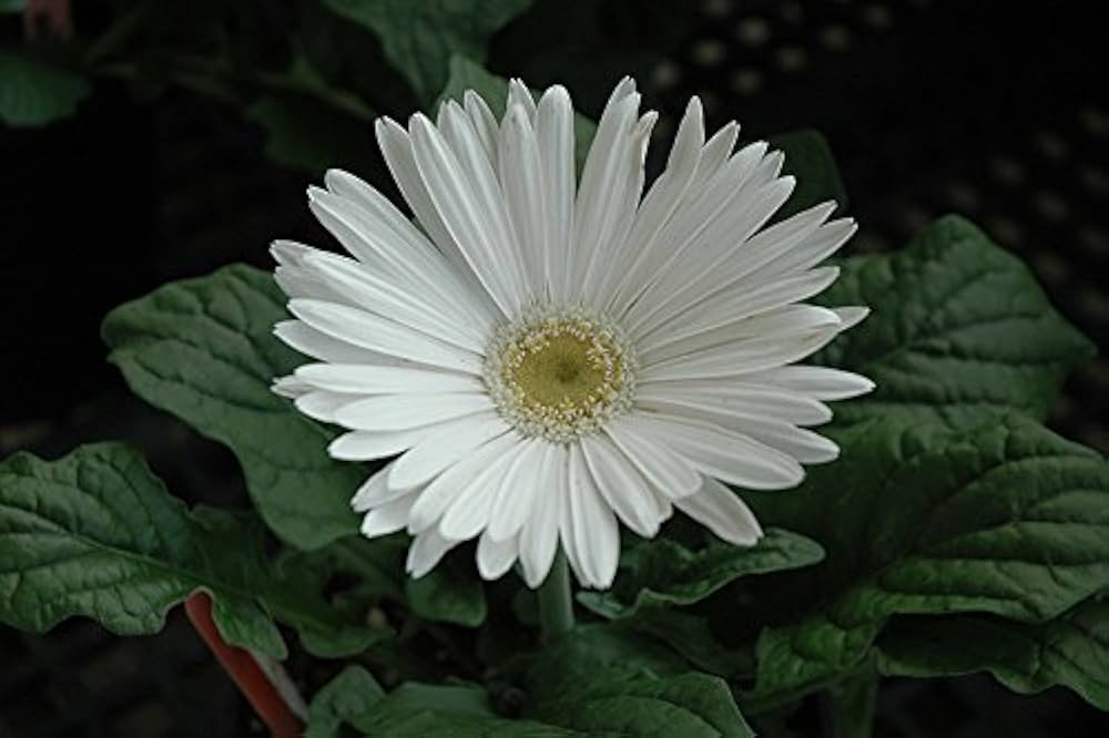 Non gmo weiß gerbera vanilla samen