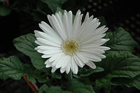Non gmo weiß gerbera vanilla samen