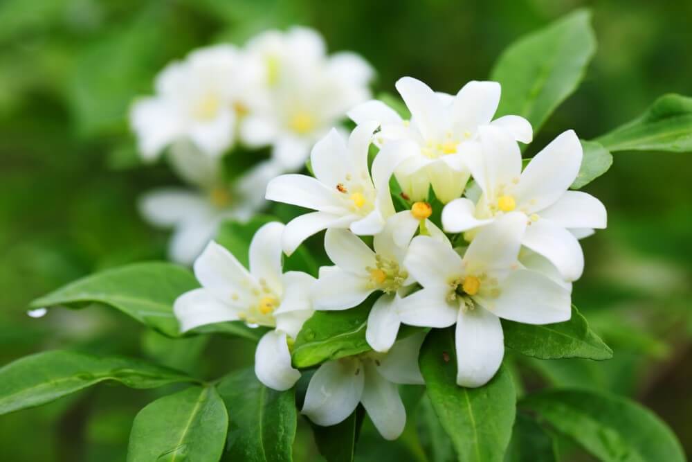 Weiß german fragrant blumen used in bouquets