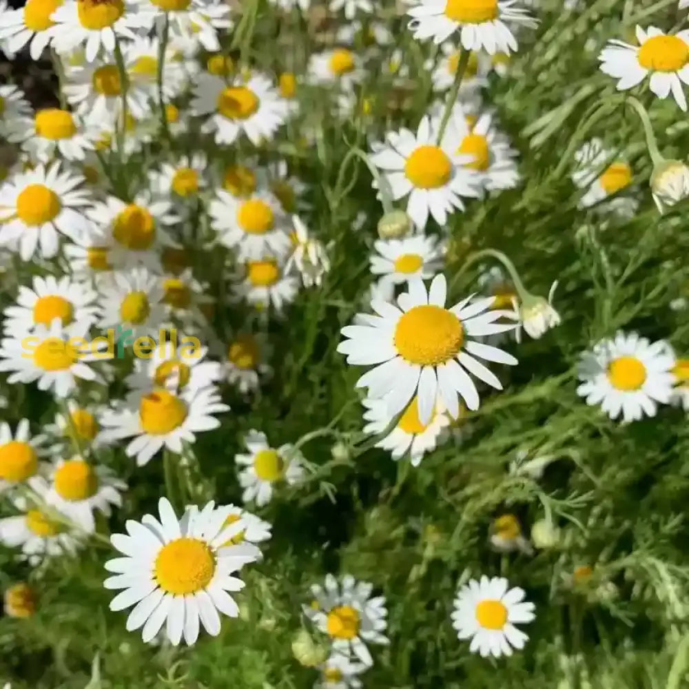 Non-gmo weiß german fragrant blume samen