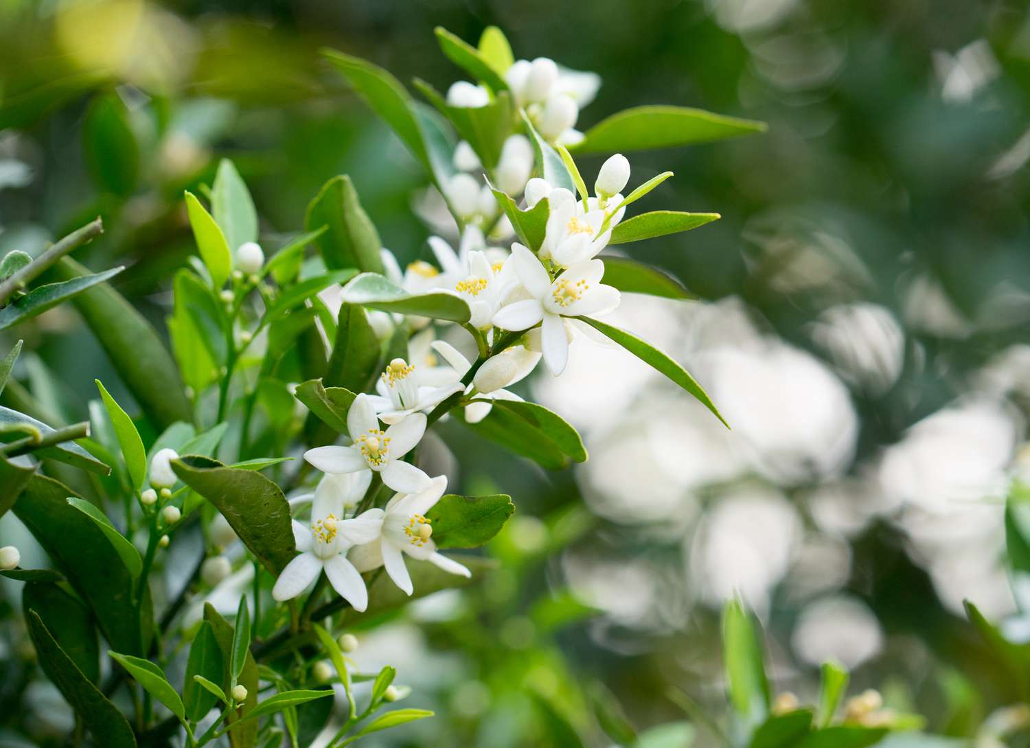 Ornamental weiß scented flowering pflanze