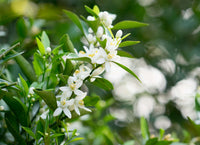 Ornamental weiß scented flowering pflanze
