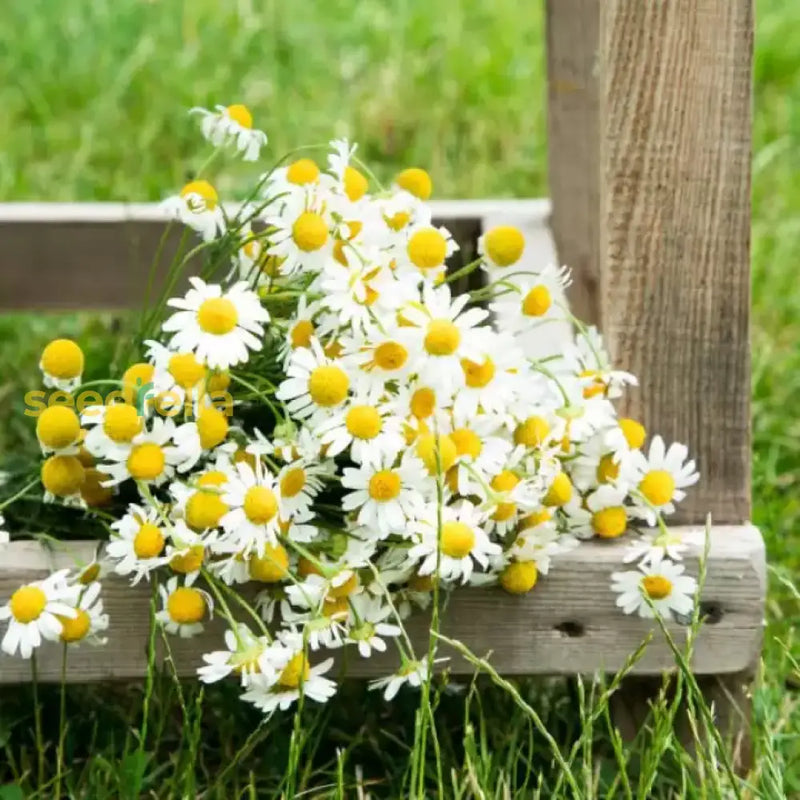 Weiß german fragrant blume samen for anpflanzung