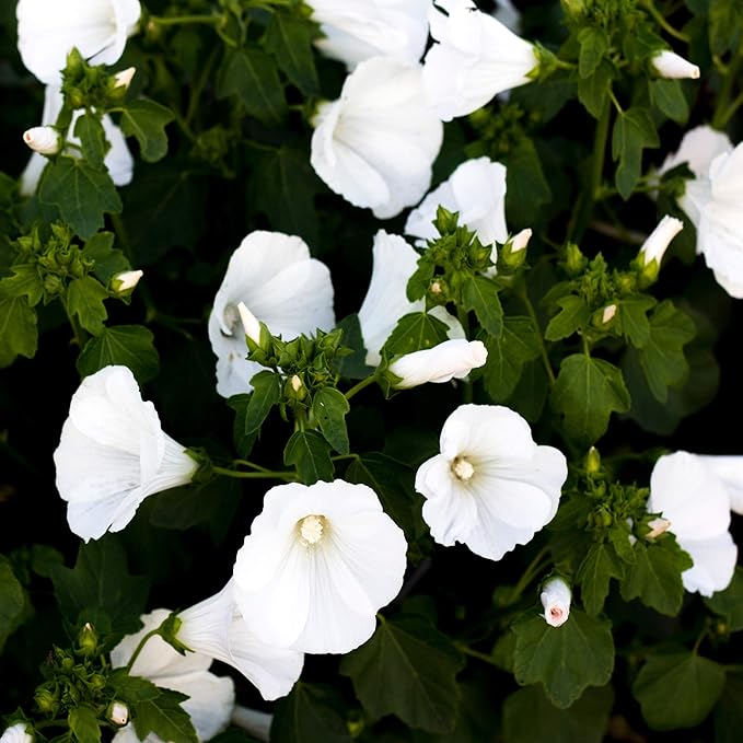 Weiß lavatera in cottage-style garten