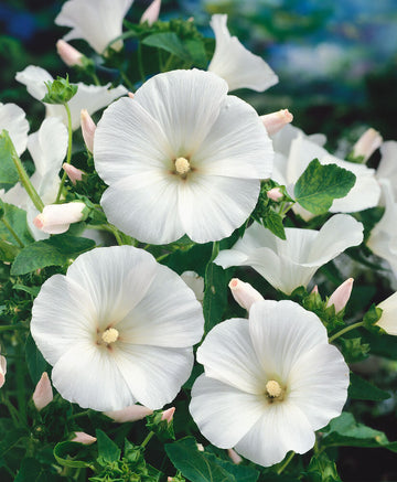 Weiß lavatera blume samen for anpflanzung