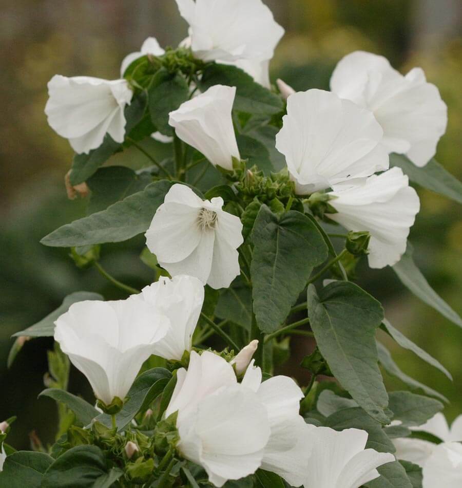 High germination weiß lavatera blume samen