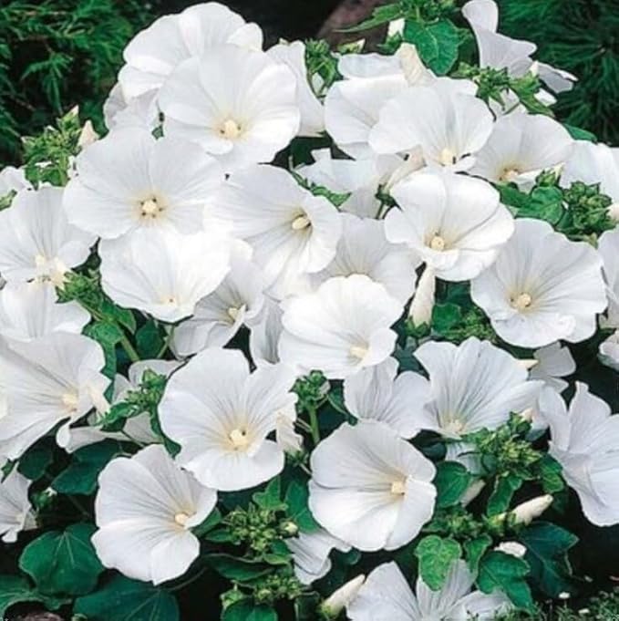 Non gmo weiß lavatera blume samen