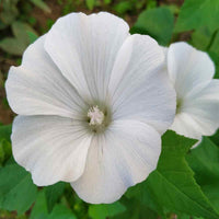 Ornamental weiß lavatera flowering pflanze