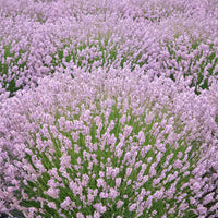 High germination weiß lavender samen