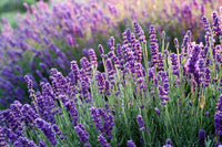 Ornamental weiß lavender pflanze for gardens