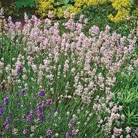 Weiß lavender in pollinator garten