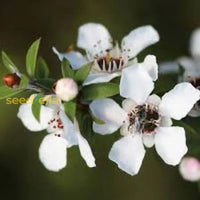 Non gmo weiß leptospermum scoparium samen