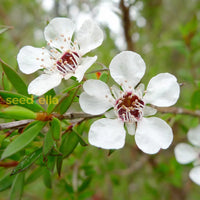 Ornamental weiß leptospermum scoparium evergreen tree