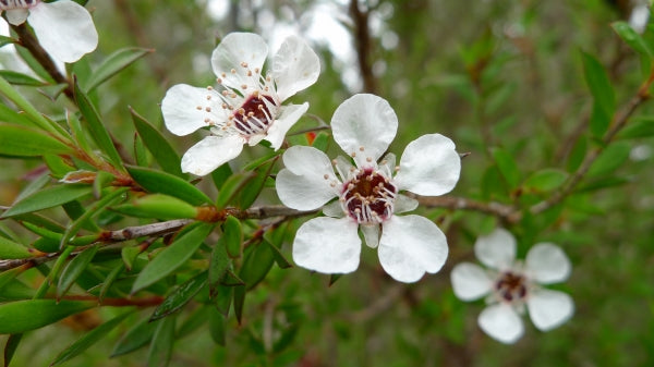 Weiß leptospermum scoparium hedge anpflanzung
