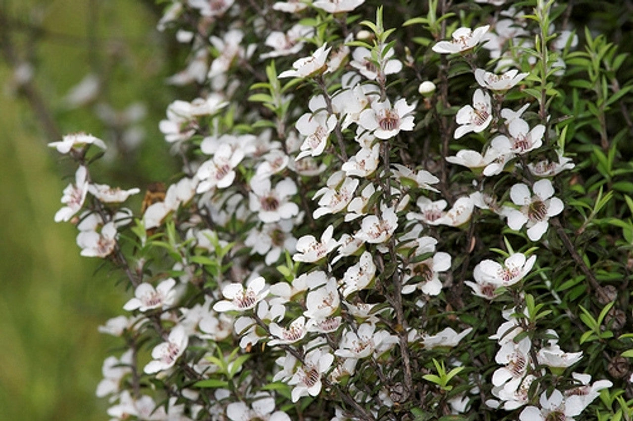 Non gmo weiß leptospermum scoparium samen