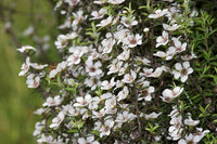 Non gmo weiß leptospermum scoparium samen