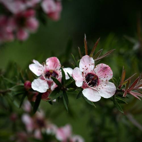 Ornamental weiß leptospermum scoparium tree