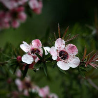 Ornamental weiß leptospermum scoparium tree