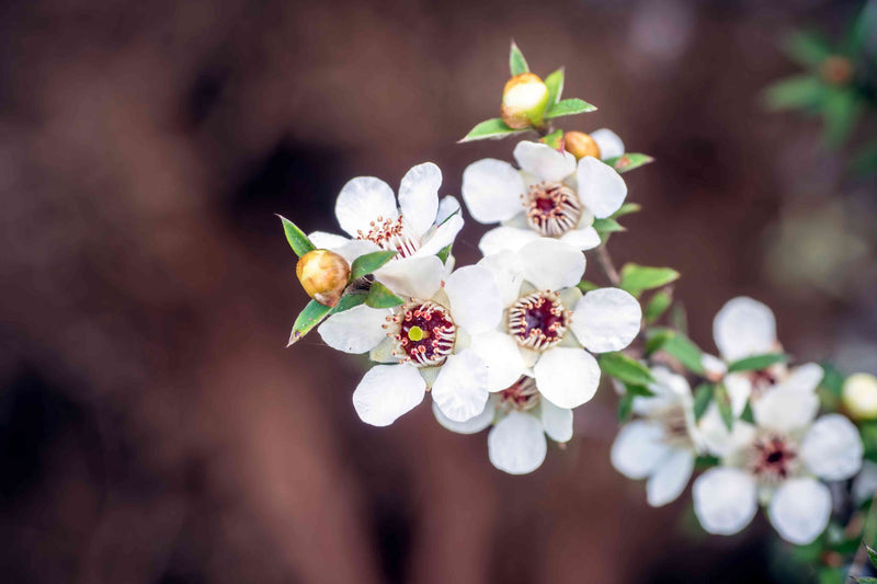 Weiß leptospermum scoparium tree samen for anpflanzung