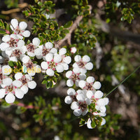 Weiß leptospermum scoparium tree samen for anpflanzung