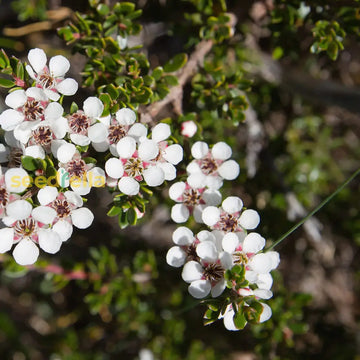 Weiß leptospermum scoparium tree samen for anpflanzung