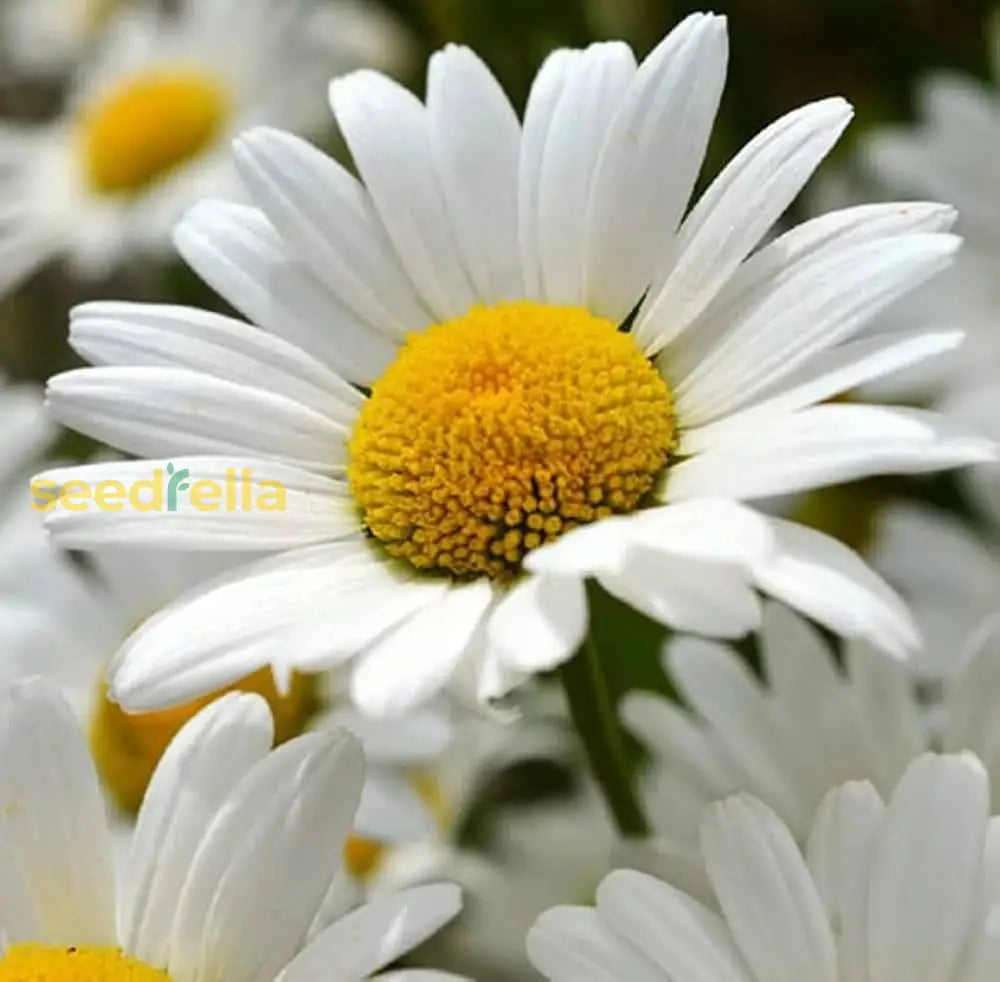 Ornamental leucanthemum perennial pflanze