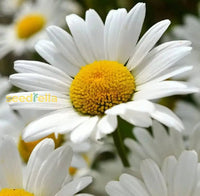 Ornamental leucanthemum perennial pflanze