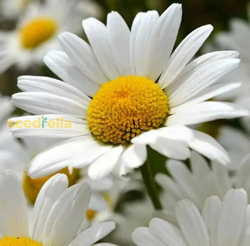 Ornamental leucanthemum perennial pflanze