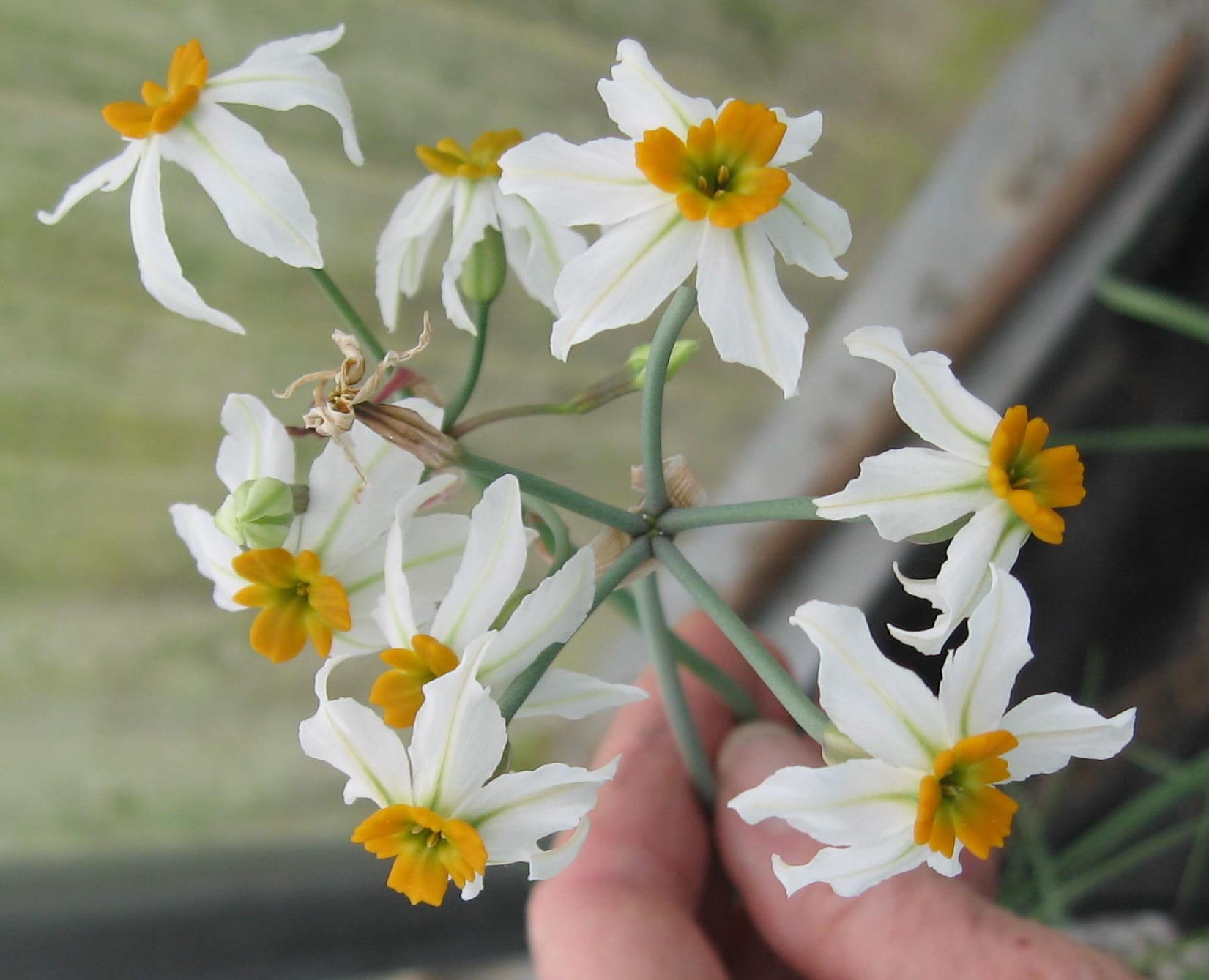 Weiß leucocoryne used as cut blumen