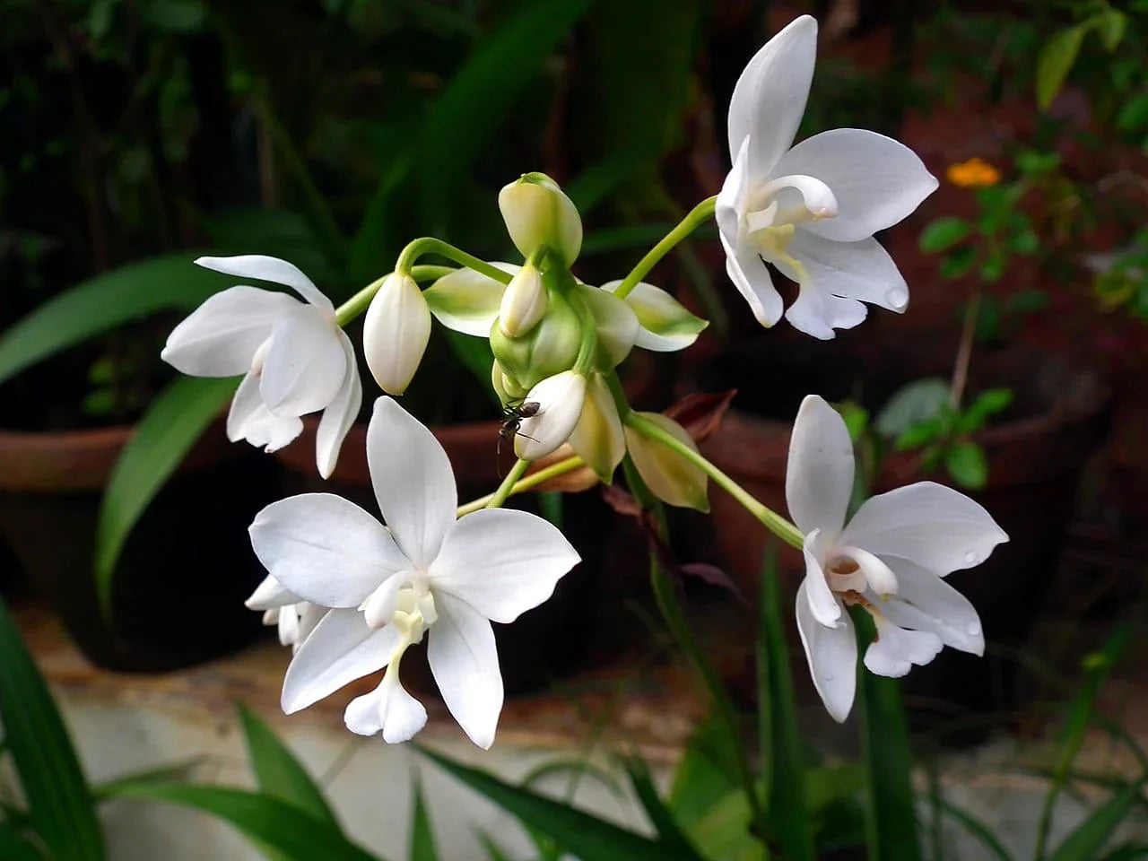 Ornamental weiß leucocoryne flowering pflanze