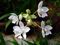 Ornamental weiß leucocoryne flowering pflanze