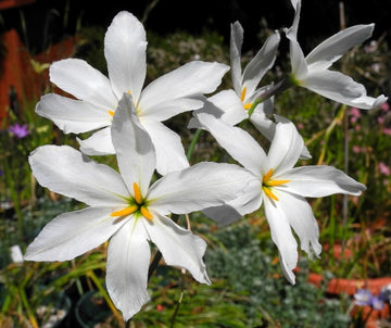 Weiß leucocoryne appendiculata blume samen for anpflanzung