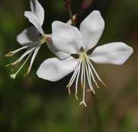 Ornamental weiß lindheimeri flowering pflanze