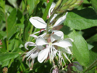 Weiß lindheimeri in pollinator garten