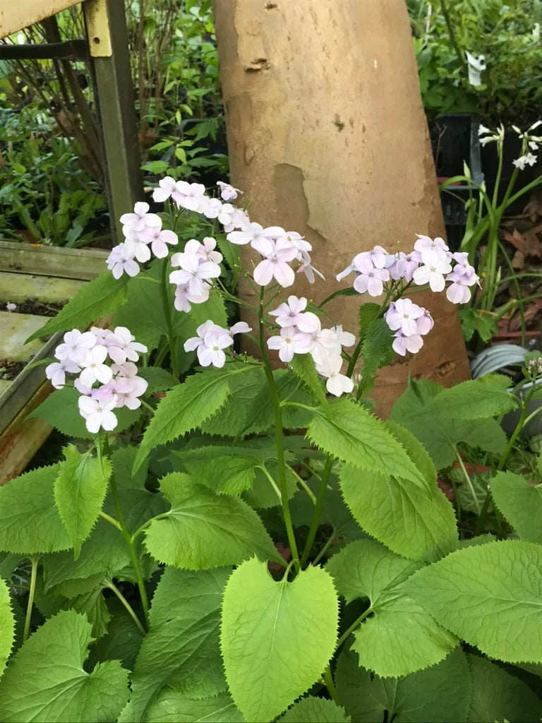 Non gmo weiß lunaria rediviva blume samen