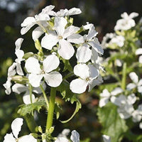 Weiß lunaria rediviva samen for anpflanzung