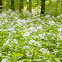 Weiß lunaria blume samen for anpflanzung