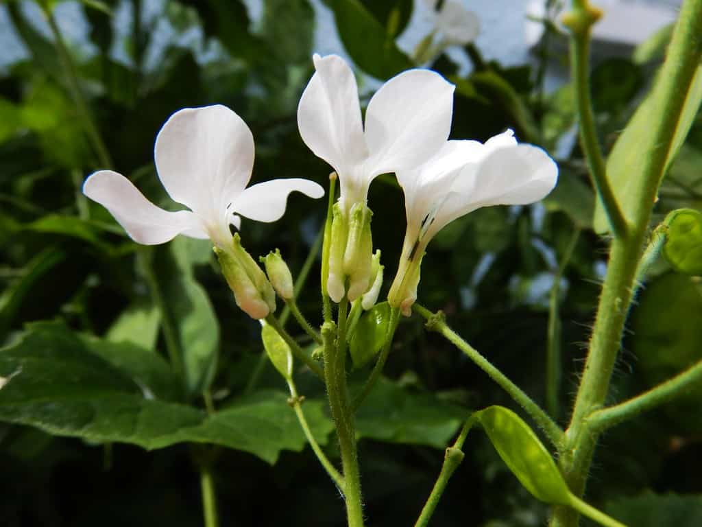 Silver samen pods of weiß lunaria rediviva