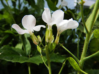 Silver samen pods of weiß lunaria rediviva