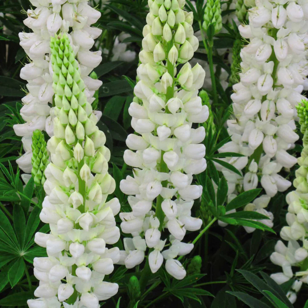 Weiß lupine flowering in cottage garten