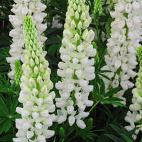 Weiß lupine flowering in cottage garten