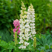 Non gmo weiß lupine blume samen
