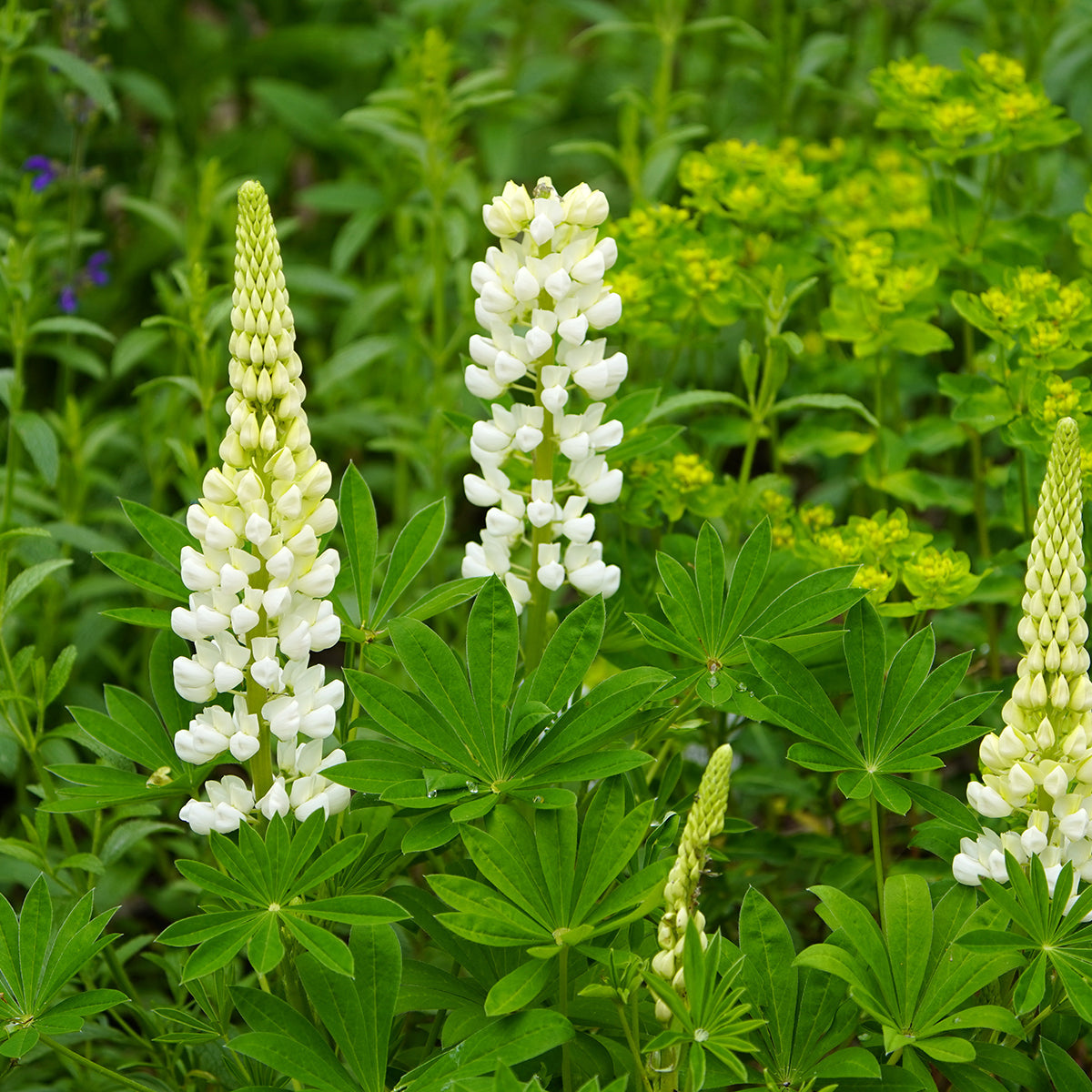Ornamental weiß lupine samen for landscapes