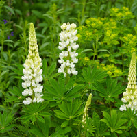 Ornamental weiß lupine samen for landscapes