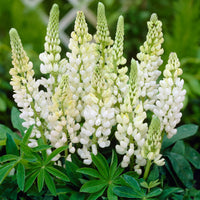 Weiß lupine samen for anpflanzung