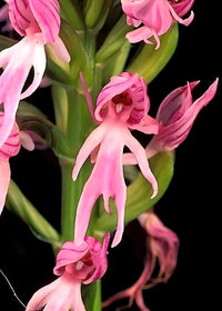 Non gmo weiß man orchid samen