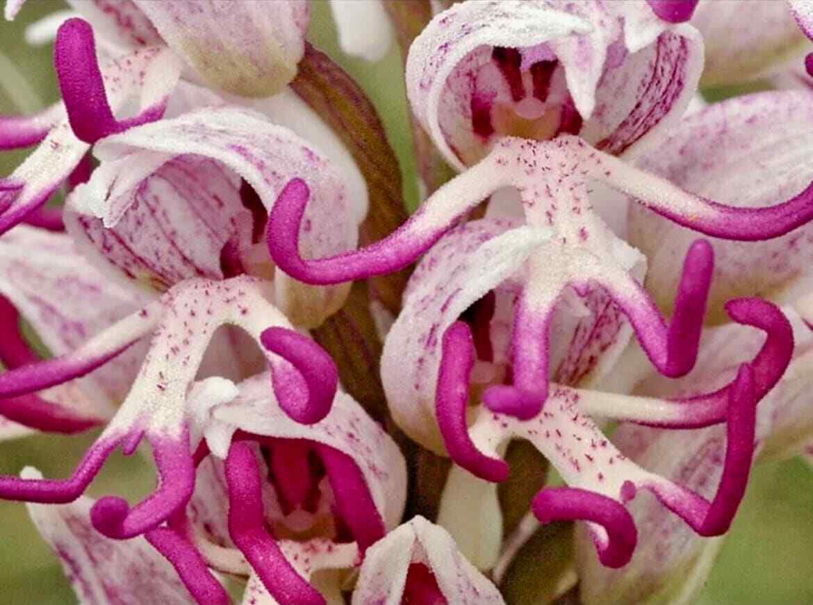 Ornamental weiß man orchid pflanze