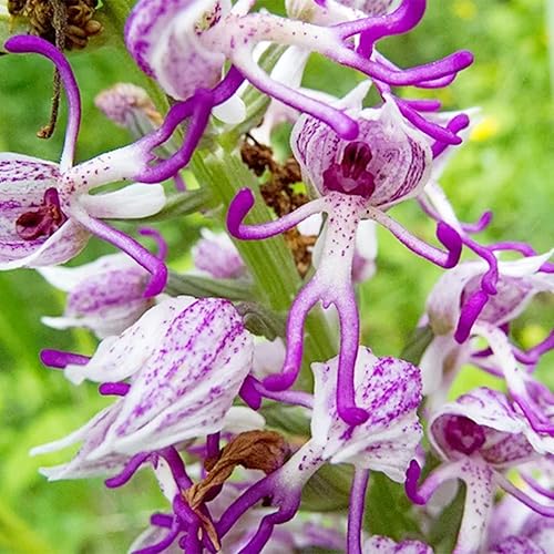 Weiß man orchid samen for anpflanzung