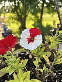 Hanging basket of maroon and weiß petunia blumen