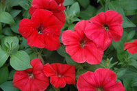 Non-gmo weiß maroon petunia samen